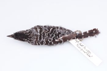 Media type: image;   Ornithology 77127 Description: Photograph of specimen: Dorsal.;